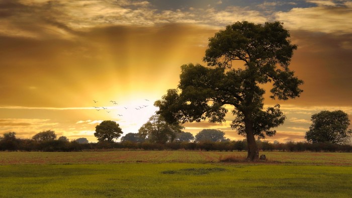 Sunset over a field with trees and birds