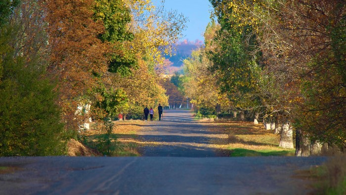 4K Road Lined with Autumn Trees