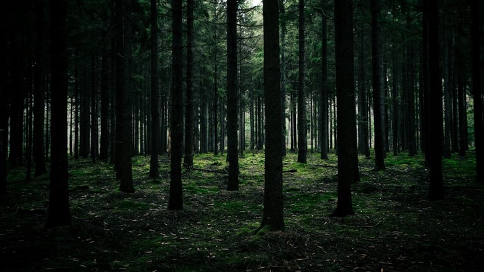 Dark forest with tall trees and mossy ground