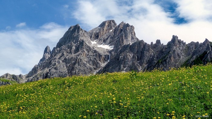 Mountain peaks above a field of yellow flowers