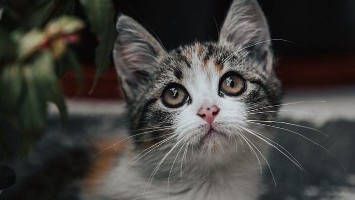 Close-up of a Calico Kitten