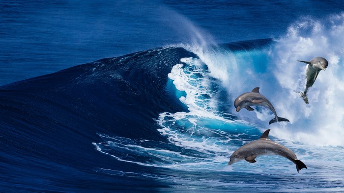 4K Dolphins Jumping Over Ocean Wave