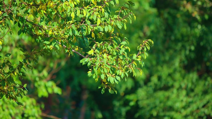 4K Branch with Green Leaves