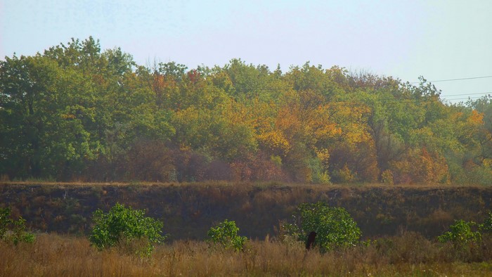 4K Fall Forest Landscape