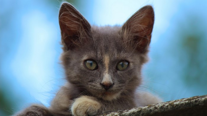 Cat on the roof