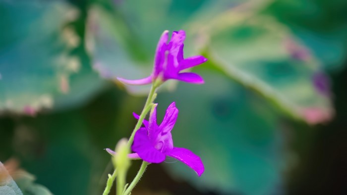 4K Purple Flowers