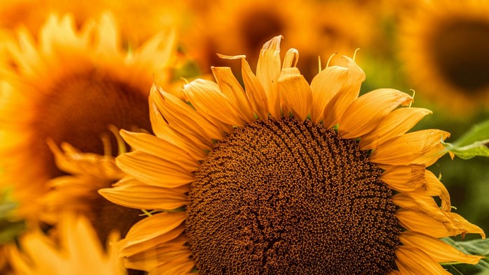 Close-up of a Sunflower in a Field