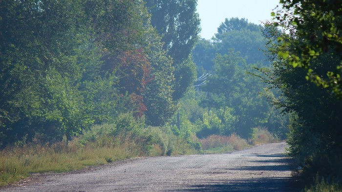 4K Road Through Green Forest