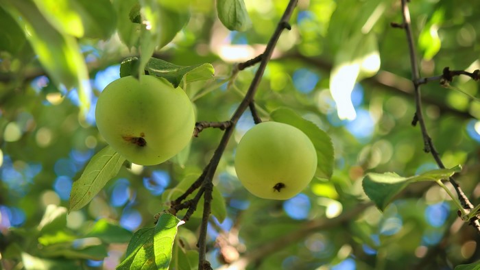 Two green apples on a branch