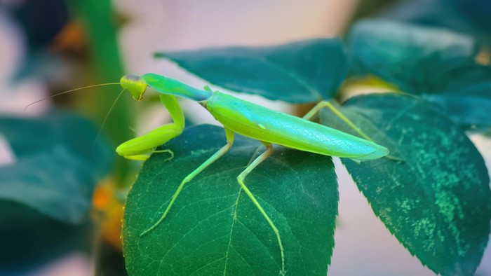 4K Praying Mantis on a Leaf