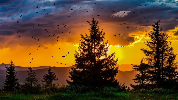 Birds flying at sunset over mountains and trees