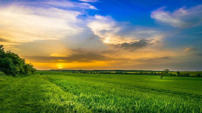 Green Field at Sunset