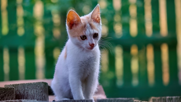 Kitten sitting on wooden planks