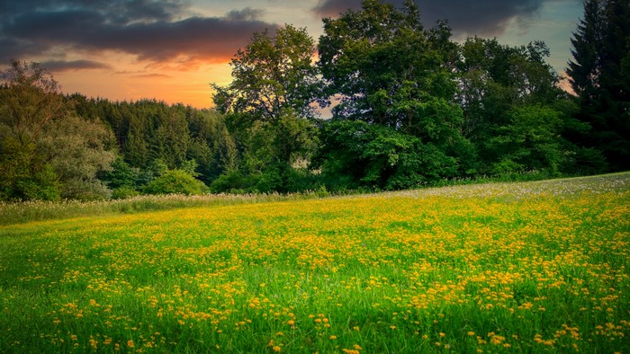 4K Wildflower Meadow at Sunset