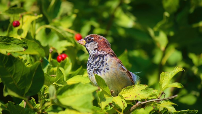 4K Sparrow in Greenery with Red Berries