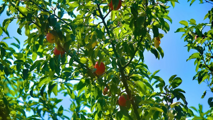 4K Apples on a Tree Branch