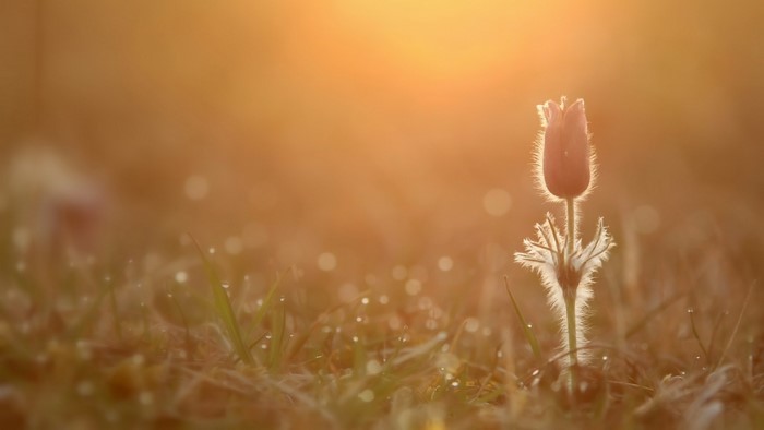 A single pasqueflower bud in soft morning light
