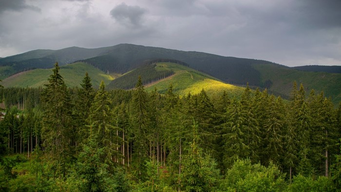 Forest and Mountains Under Cloudy Sky