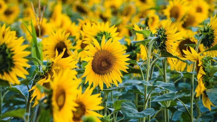 Field of Sunflowers