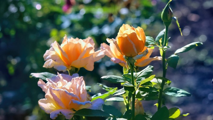 Roses and bud