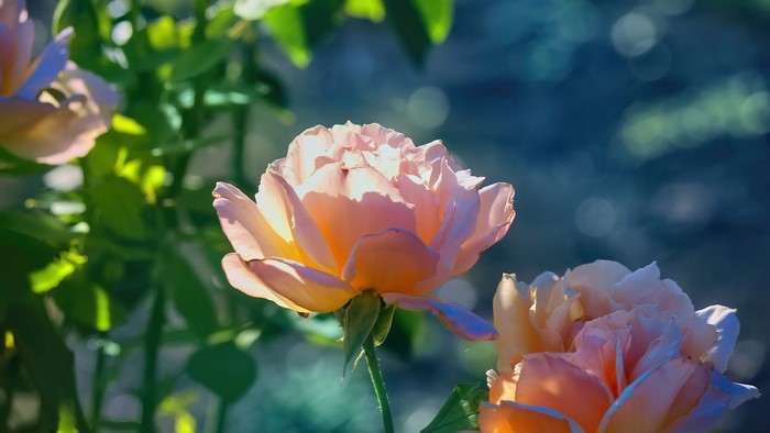 Roses in the morning