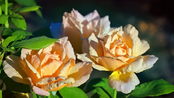 Roses
