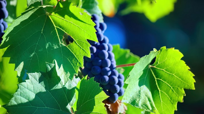 4K Grapes on Vine