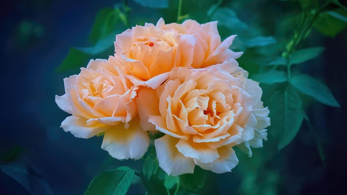 Orange roses