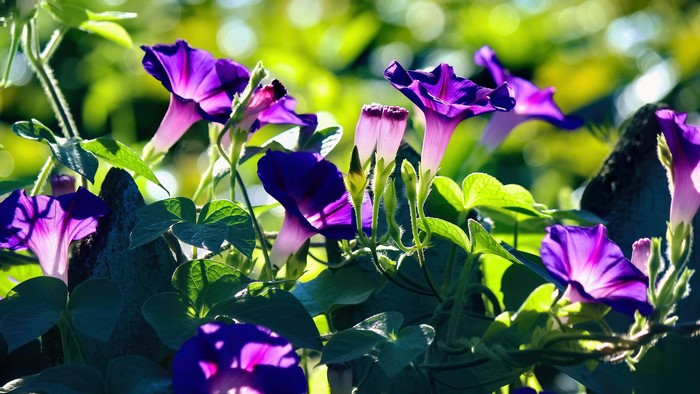 4K Purple Morning Glory Flowers
