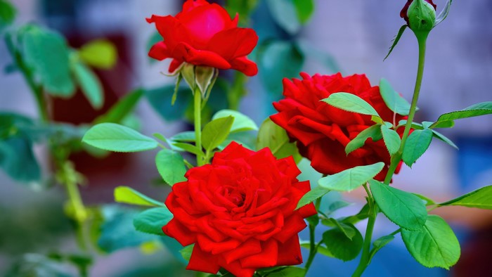 Close-up of Red Roses in Bloom