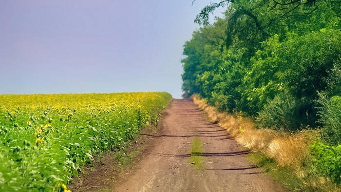 Dirt road through sunflower field and forest