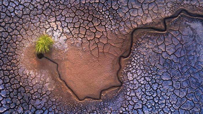 Aerial view of cracked dry earth with a single green plant