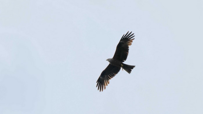 Eagle in flight against a pale sky