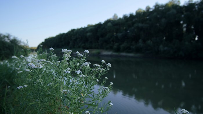 4K River with White Flowers