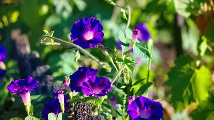 4K Purple Morning Glory Flowers