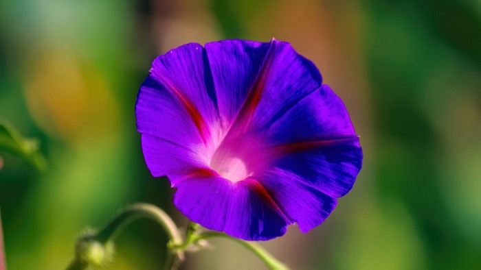 4K Purple Morning Glory Flower