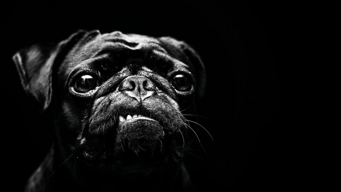Black Pug with intense stare