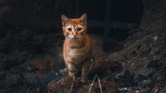 Orange tabby cat standing on rocks