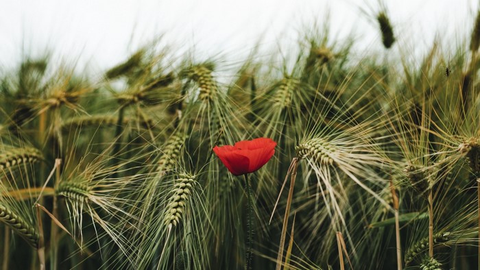 Red poppy in a field of wheat