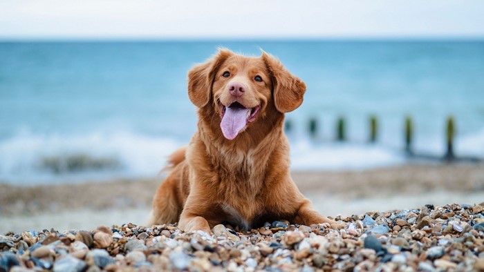 Golden Retriever dog on a beach