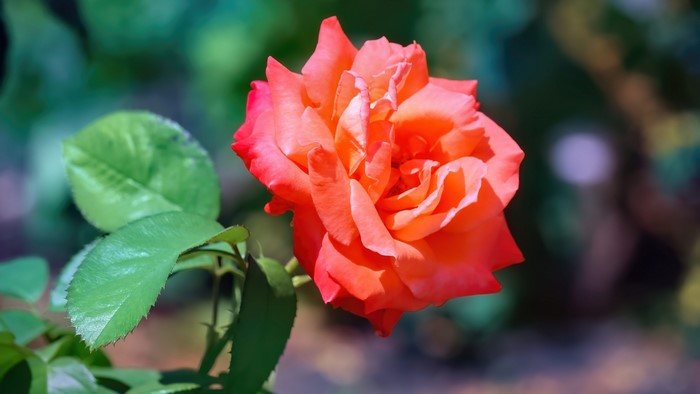 4K Orange Rose with Green Leaves