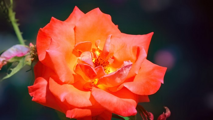 Orange rose