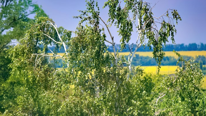 4K Birch Trees in Field