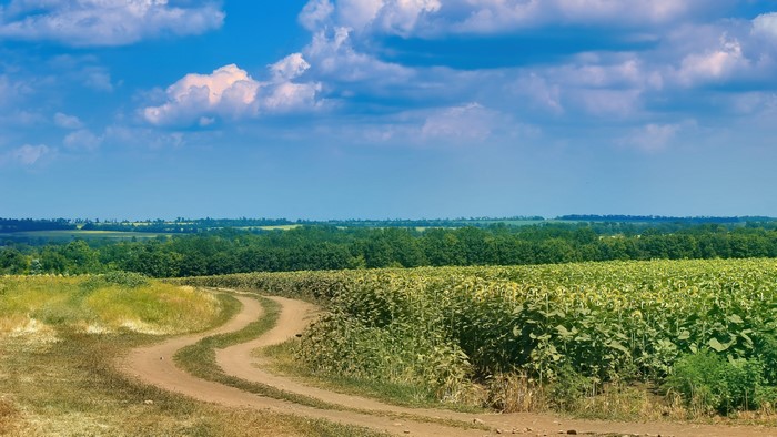 4K Field road with sunflowers