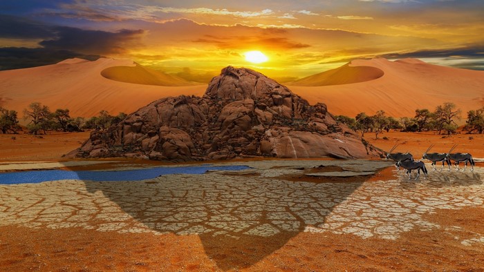 Oryx herd at a desert watering hole during sunset