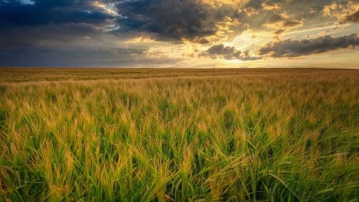 Field of wheat under a dramatic sky