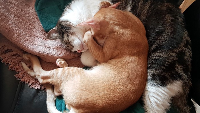 Two cats sleeping on a blanket