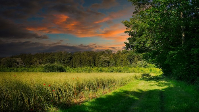 Field and forest at sunset