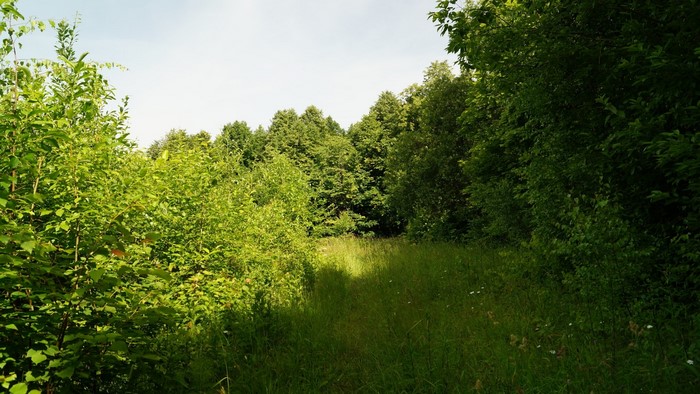 A path through a sunlit forest with green trees