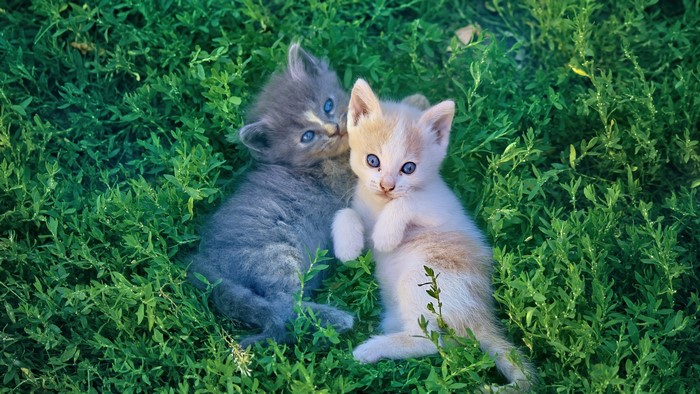 Two Kittens in Green Grass